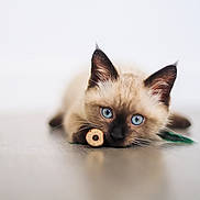 Bounty participe au concours pour gagner de l'argent avec cette photo : kitten, cat, siamese, blue_eyes, animal, pet, playful, toy, floor, fur, whiskers, ears, close_up, indoor, cute, lying_down, young, curious, minimalist, background
