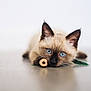 kitten, cat, siamese, blue_eyes, animal, pet, playful, toy, floor, fur, whiskers, ears, close_up, indoor, cute, lying_down, young, curious, minimalist, background
