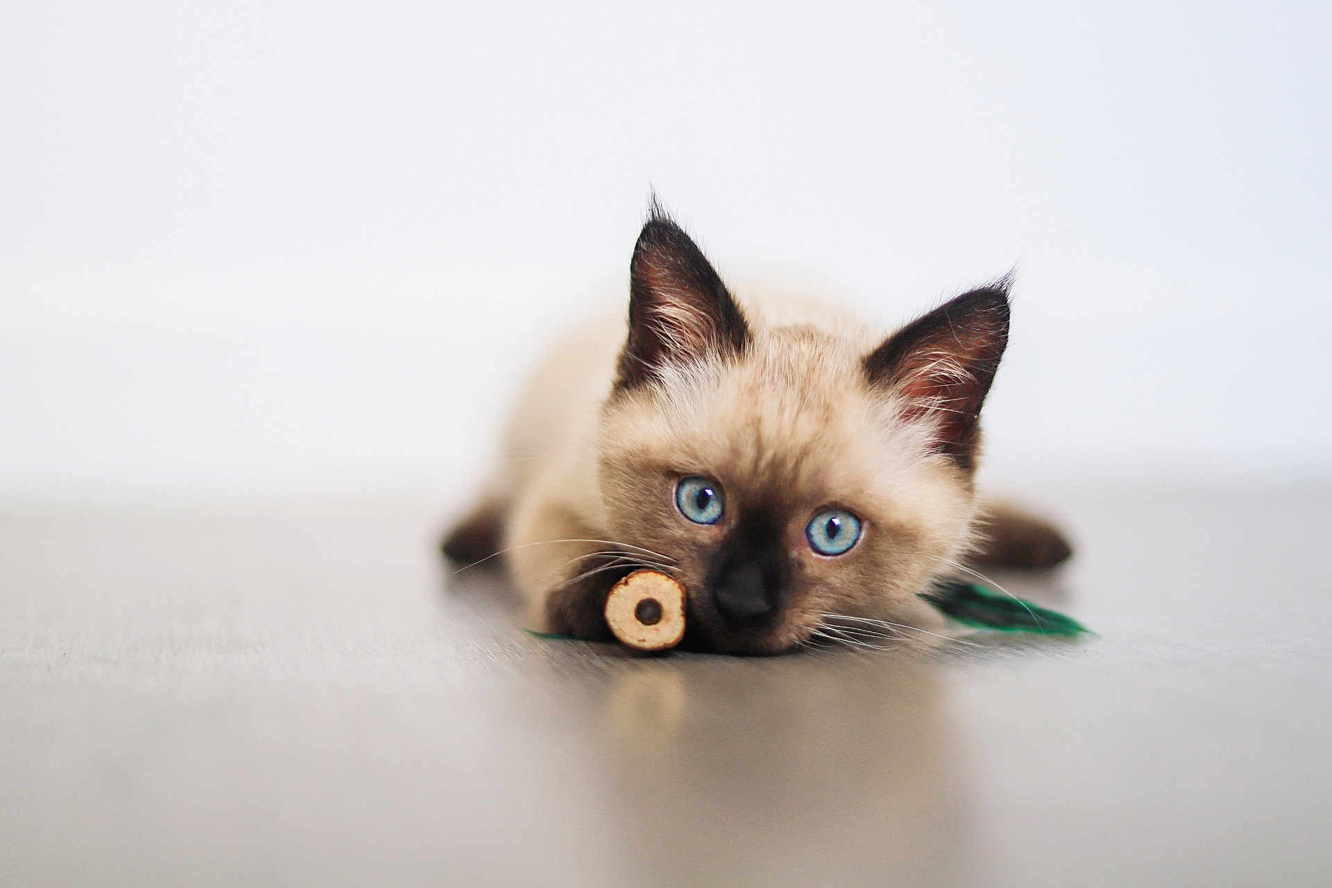 Bounty participe au concours pour gagner de l'argent avec cette photo : kitten, cat, siamese, blue_eyes, animal, pet, playful, toy, floor, fur, whiskers, ears, close_up, indoor, cute, lying_down, young, curious, minimalist, background