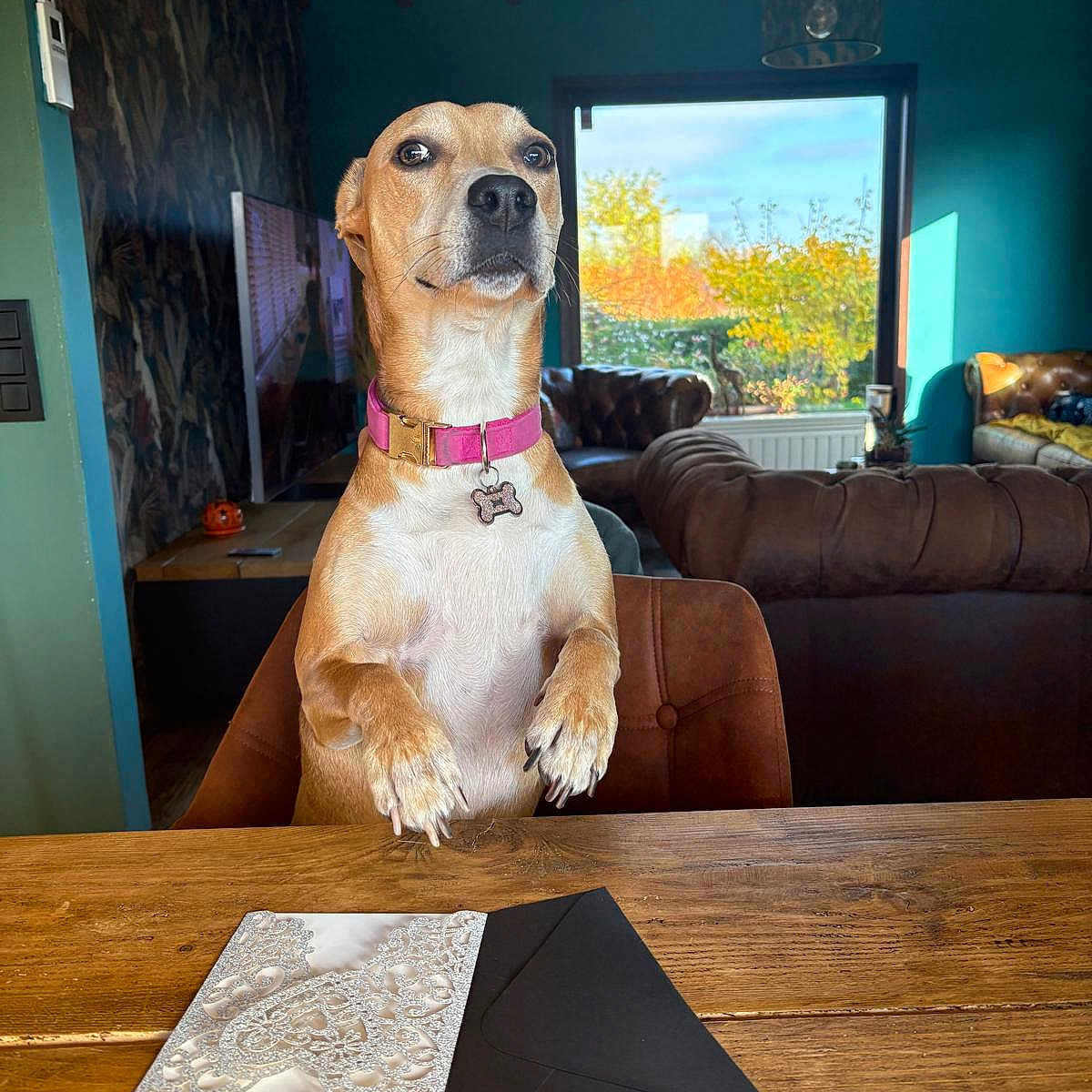 Phédora a rejoint le concours — aidez-le/la à gagner de superbes lots ! autumn, brown_coat, canine, couch, decor, dog, domestic_animal, envelope, furniture, home, indoor, invitation, living_room, natural_light, pet, pink_collar, seated, table, window, wooden_table