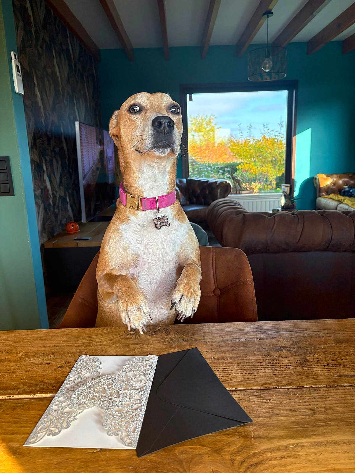 Phédora a rejoint le concours — aidez-le/la à gagner de superbes lots ! autumn, brown_coat, canine, couch, decor, dog, domestic_animal, envelope, furniture, home, indoor, invitation, living_room, natural_light, pet, pink_collar, seated, table, window, wooden_table