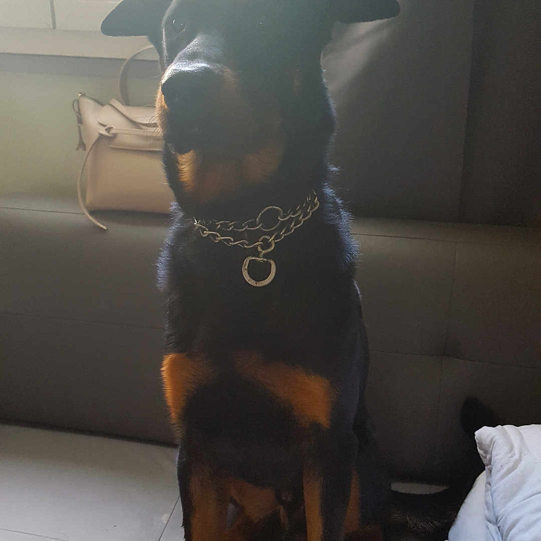 Marduk a rejoint le concours — aidez-le/la à gagner de superbes lots ! animal, black_and_tan, canine, chain_collar, companion, couch, curtain, dog, domestic_animal, fur, furniture, handbag, household, indoor, leisure, paw, pet, resting, sitting, window