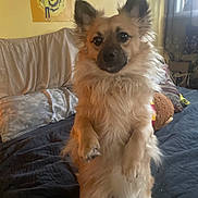 Bo. is registered to the contest to win money with this photo: dog, pet, furry, portrait, indoors, bed, blanket, pillow, stuffed_toy, poster, wall, window, curtain, ears_up, sitting, paws_up, long_fur, brown_fur, cute, attentive