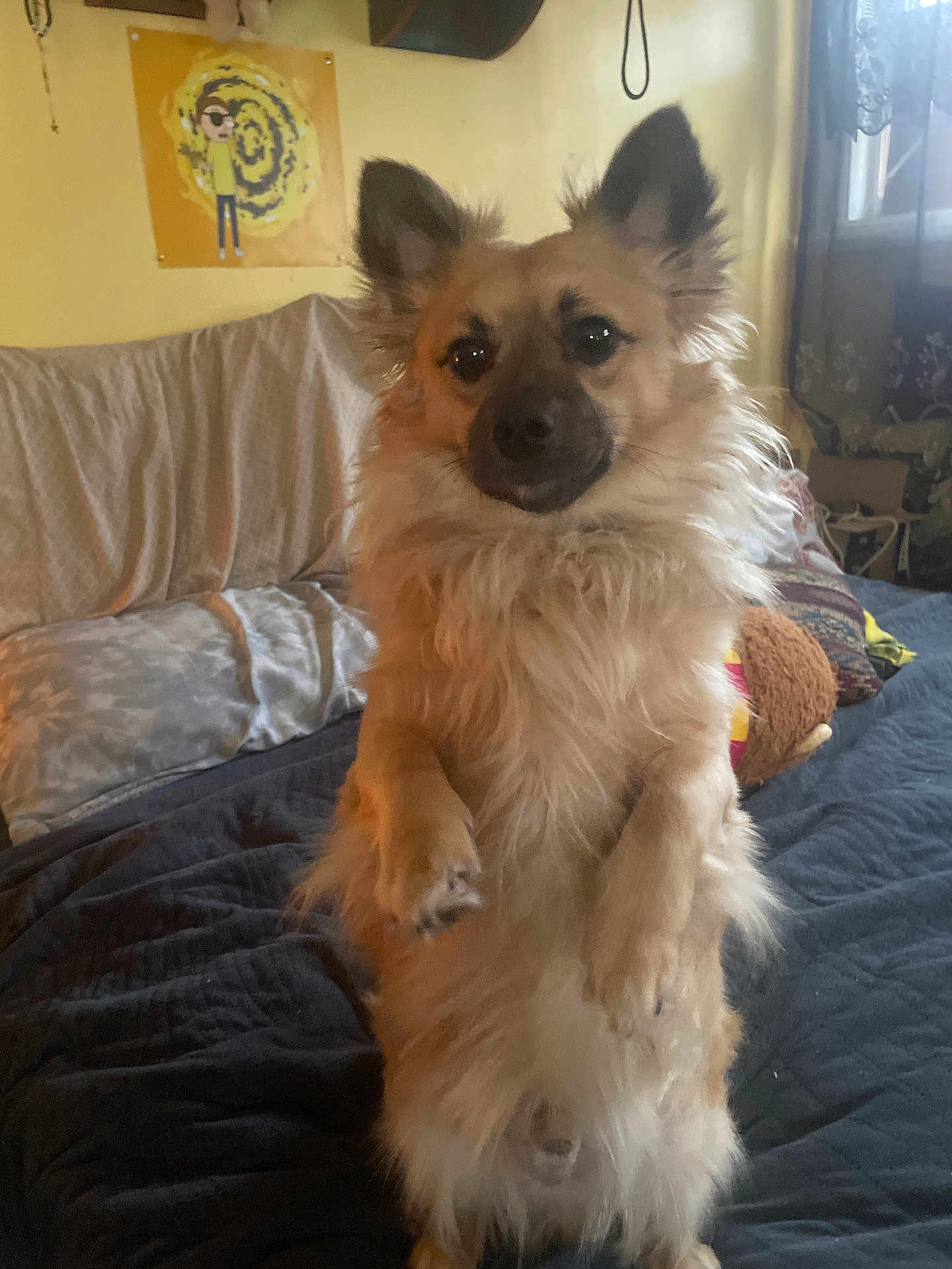 Bo. is registered to the contest to win money with this photo: dog, pet, furry, portrait, indoors, bed, blanket, pillow, stuffed_toy, poster, wall, window, curtain, ears_up, sitting, paws_up, long_fur, brown_fur, cute, attentive