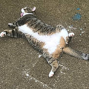 Sage is registered to the contest to win money with this photo: abyssinian, accessories, animal, brick, cat, city, face, kitten, manx, nature, outdoors, person, pet, road, rock, sleeping, soil, strap, street, urban