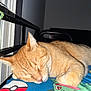 Max is registered to the contest to win money with this photo: animal, bed, blanket, cat, closeup, cozy, cute, domestic_cat, feline, fur, indoor, napping, orange_cat, paw, peaceful, pet, pokémon, resting, sleeping, tabby