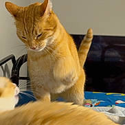 Max is registered to the contest to win money with this photo: animal, bed, bedroom, blanket, cat, comfort, cute, domestic, feline, fur, indoor, interaction, orange_cat, paw, pet, playful, resting, tail, two_cats, whiskers