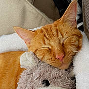 Tigger joined the competition — help win amazing prizes! animal, blanket, cat, closeup, comfort, cozy, cute, feline, fur, indoors, nap, orange_tabby, pet, pink_nose, relaxed, resting, sleeping, soft, stuffed_animal, whiskers