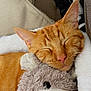 animal, blanket, cat, closeup, comfort, cozy, cute, feline, fur, indoors, nap, orange_tabby, pet, pink_nose, relaxed, resting, sleeping, soft, stuffed_animal, whiskers