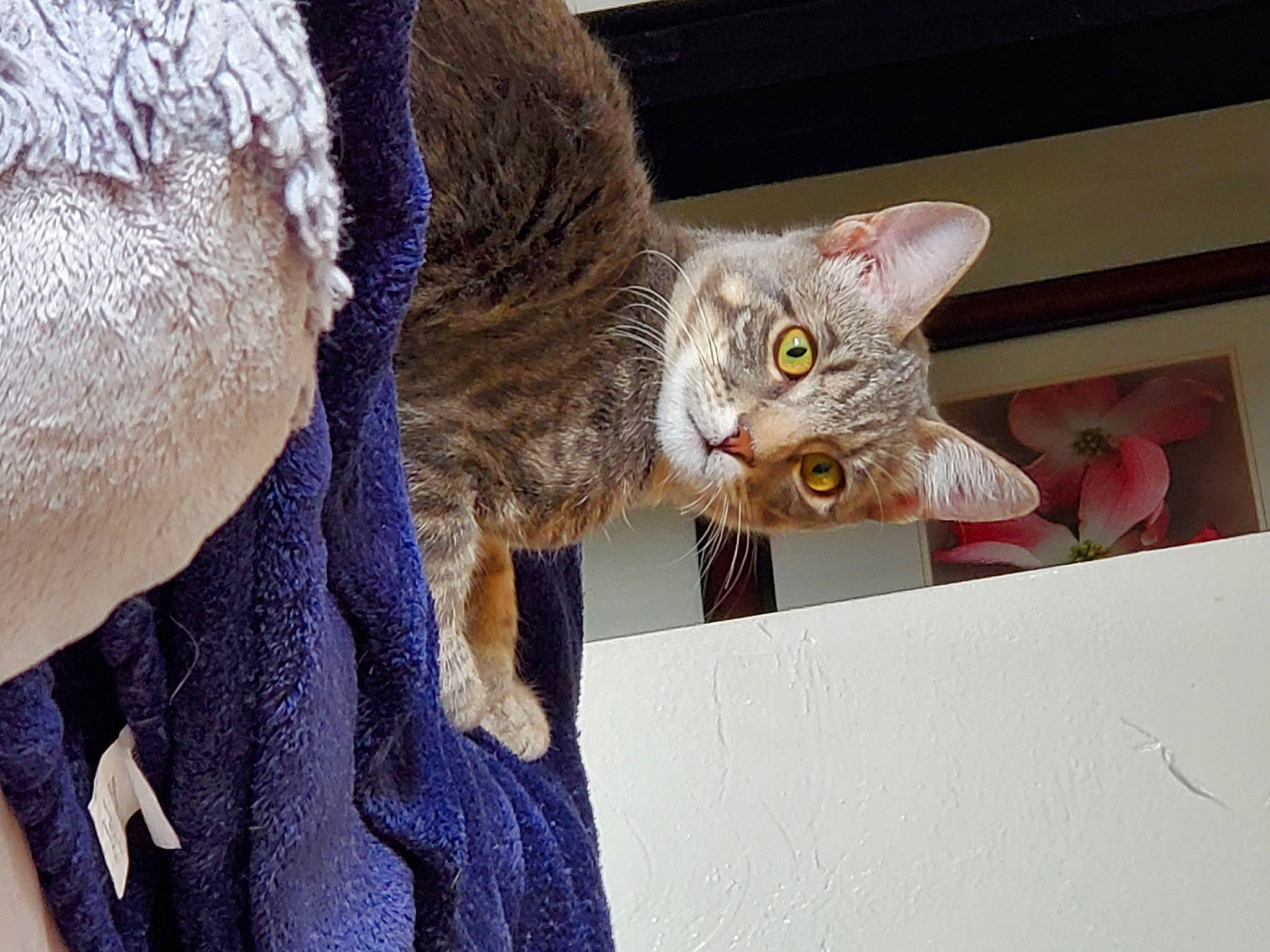 Hiccup joined the competition — help win amazing prizes! american_shorthair, asian, australian_mist, california_spangled, carnivore, cat, chausie, domestic_short_haired_cat, dragon_li, ear, european_shorthair, felidae, fur, german_rex, ocicat, pixie_bob, small_to_medium_sized_cats, tabby_cat, whiskers