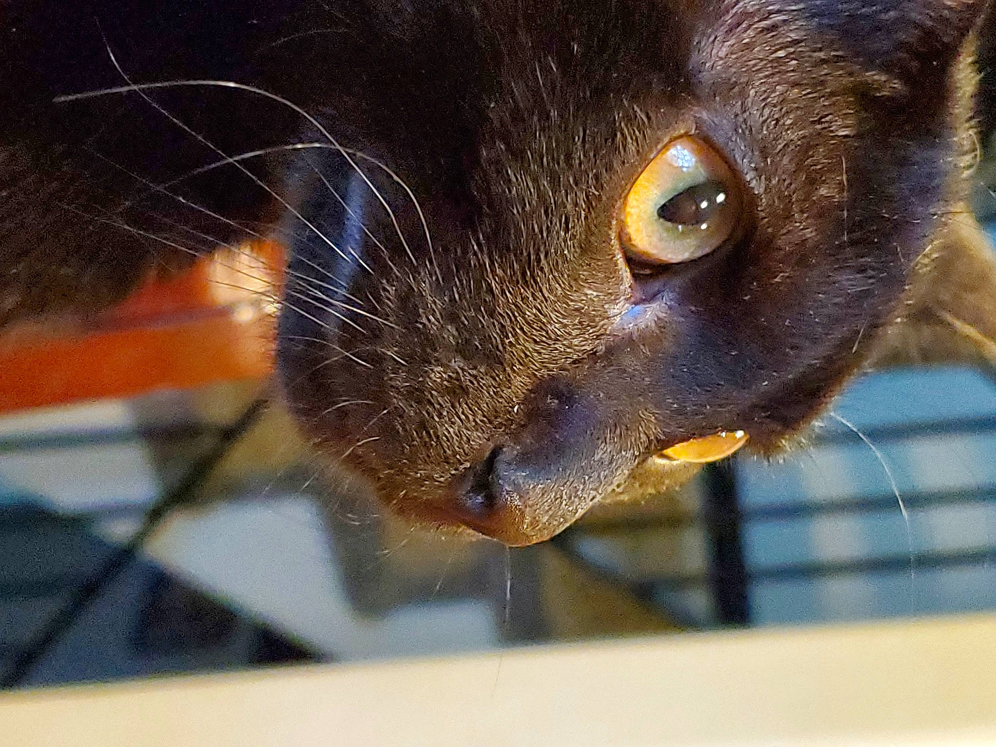 Wick joined the competition — help win amazing prizes! abyssinian, burmese, carnivore, cat, close_up, eye, felidae, fur, havana_brown, nose, photography, small_to_medium_sized_cats, snout, whiskers