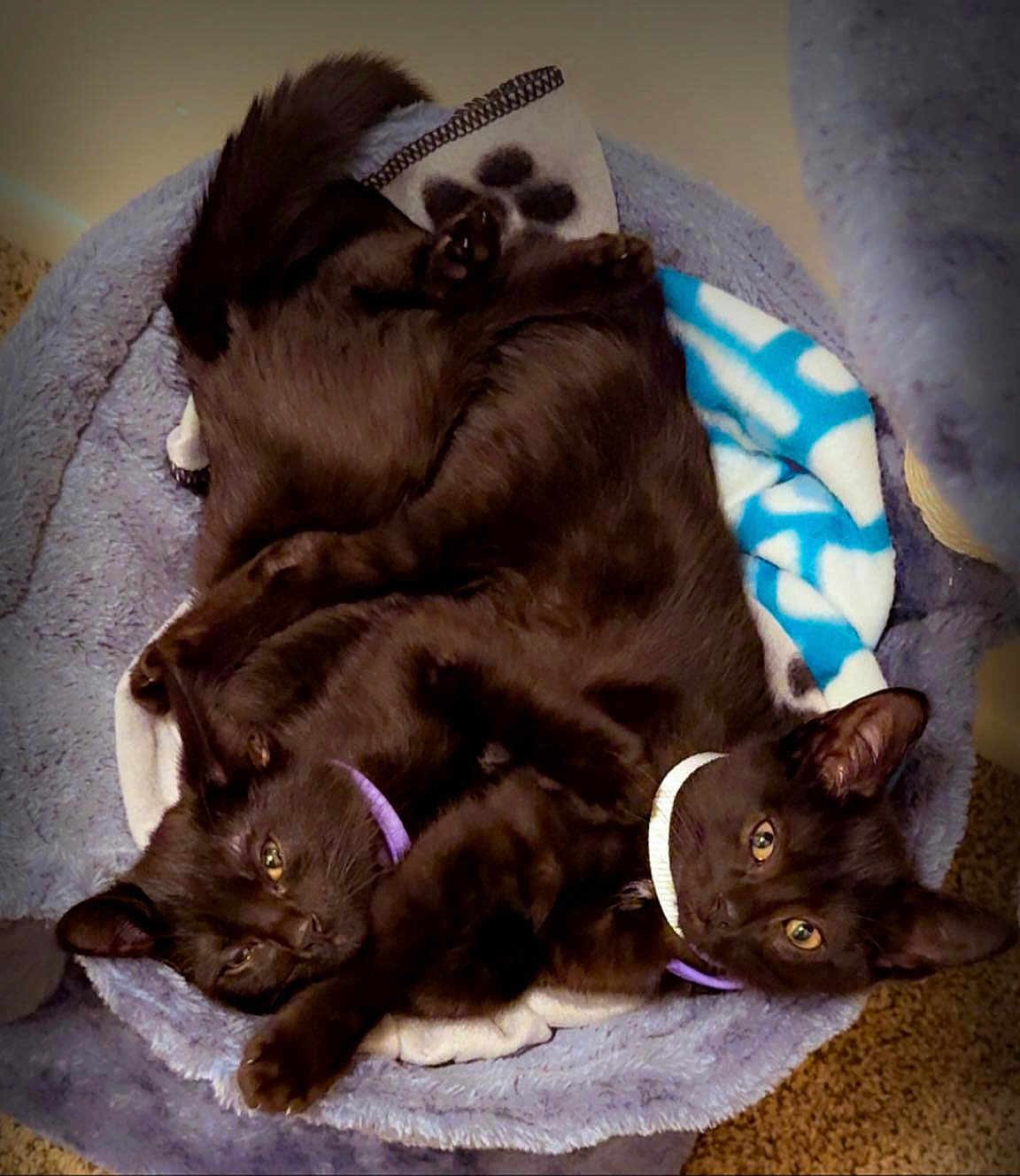 Seven And Stormy