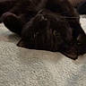 black_cat, cat, pet, animal, feline, indoor, blanket, soft, cozy, fur, whiskers, upside_down, curious, cute, relaxing, bedroom, resting, close_up, dark, eyes