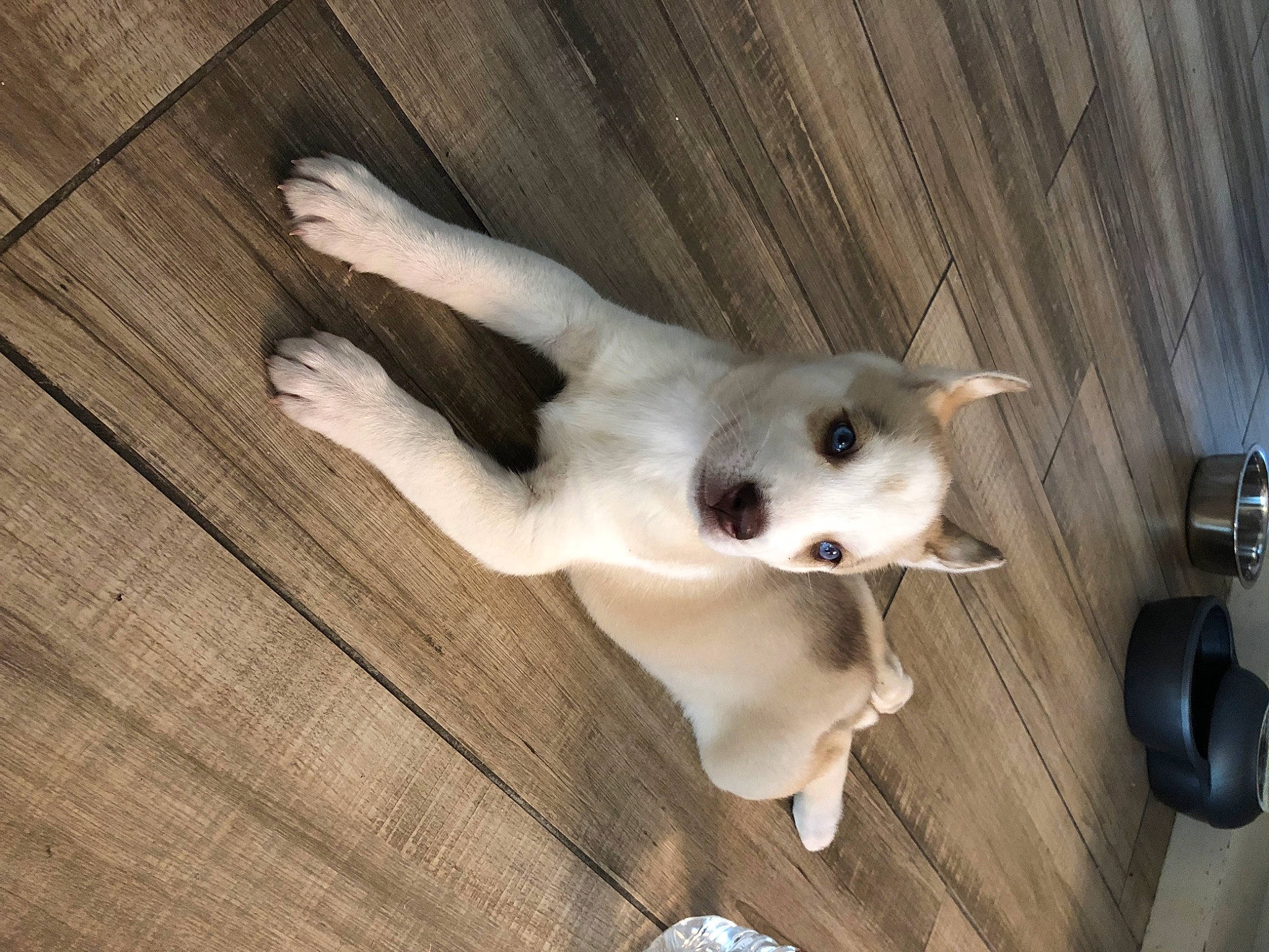 Harley is registered to the contest to win money with this photo: canidae, carnivore, companion_dog, dog, dog_breed, fawn, mammal, puppy, sporting_group, tail