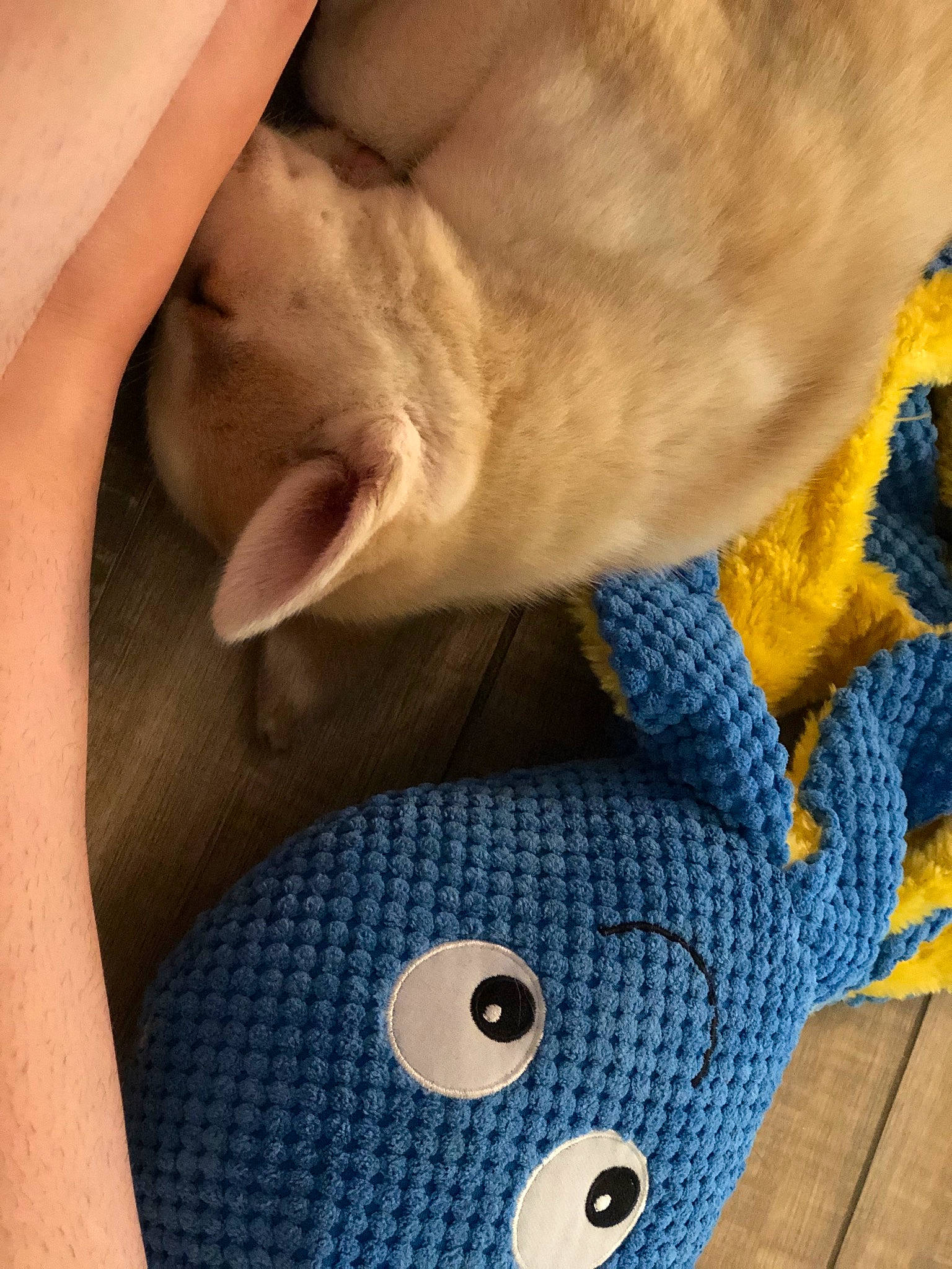 Harley is registered to the contest to win money with this photo: arm, blue, ear, fawn, hand, joint, leg, neck, snout