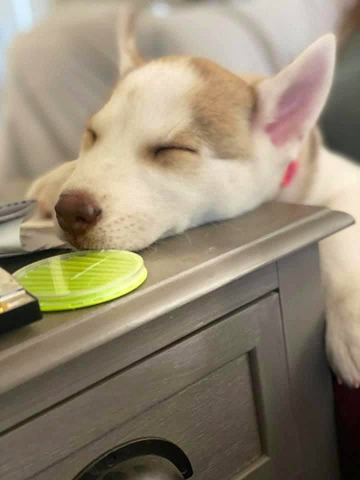Harley is registered to the contest to win money with this photo: alaskan_malamute, canidae, carnivore, dog, dog_breed, ear, korean_jindo_dog, labrador_husky, mammal, nose, puppy, siberian_husky, snout, whiskers, wolfdog, working_dog