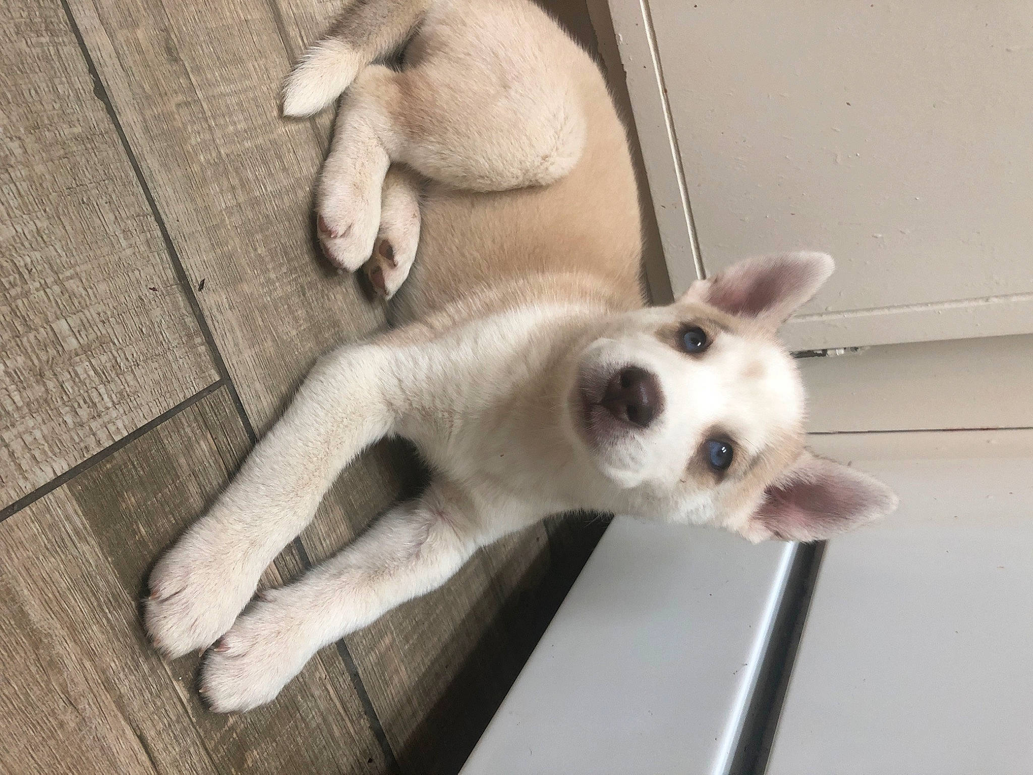 Harley joined the competition — help win amazing prizes! aspin, canidae, carnivore, companion_dog, dog, dog_breed, fawn, mammal, non_sporting_group, nose, paw, puppy, rare_breed_dog, snout, street_dog, tail