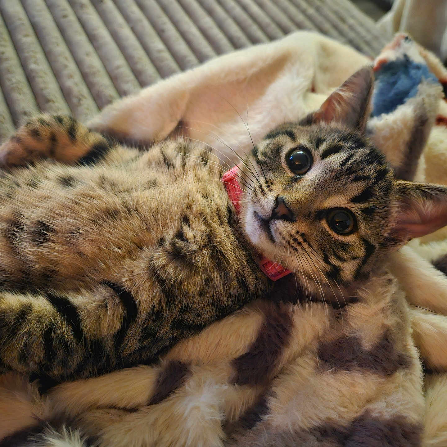 Dennis is registered to the contest to win money with this photo: cat, kitten, tabby, collar, pet, animal, feline, cute, closeup, indoor, blanket, soft, fur, whiskers, relaxed, young, eyes, ears, comfort, cozy
