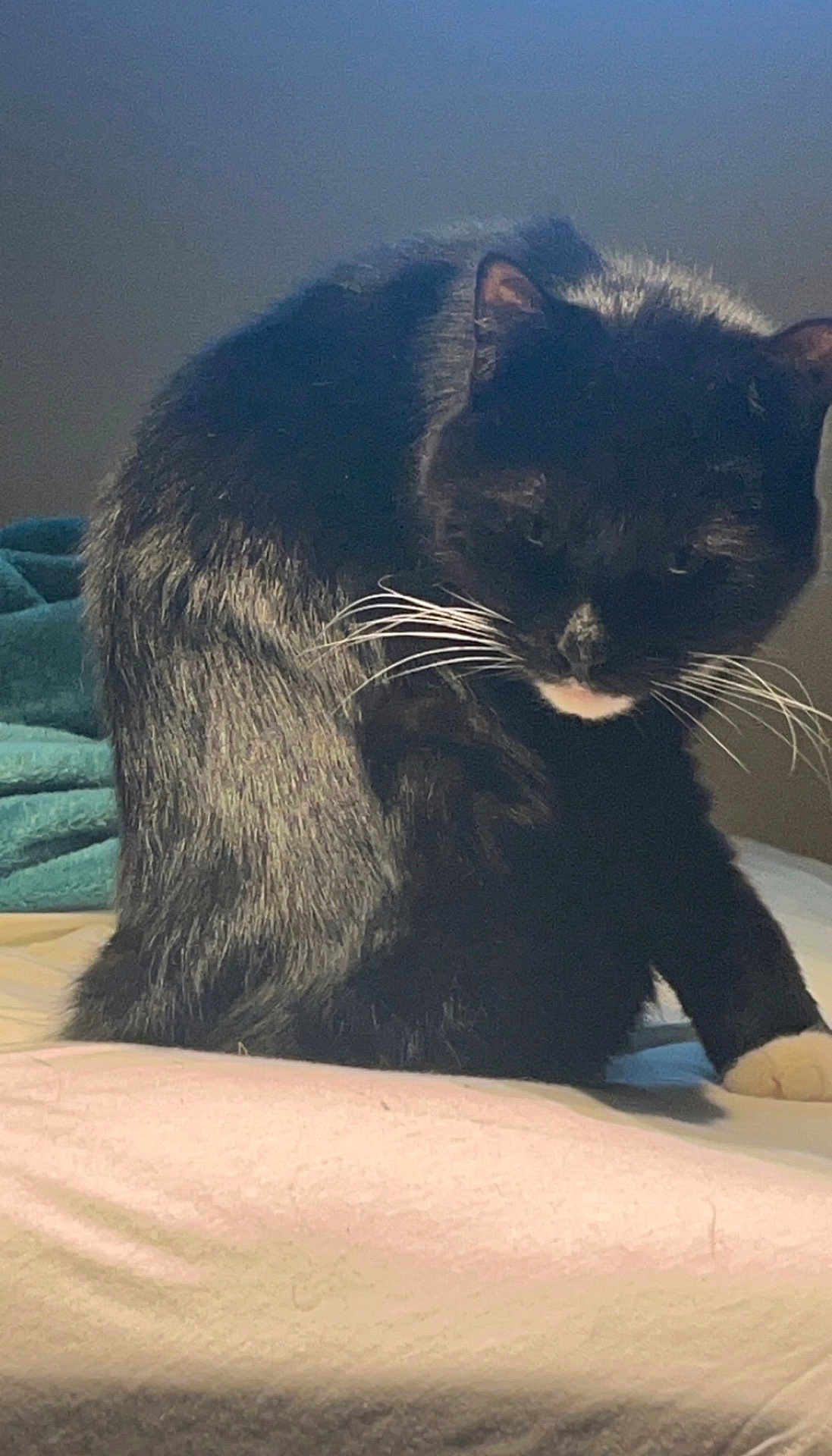 Kitty joined the competition — help win amazing prizes! cat, black_cat, white_whiskers, pet, feline, bed, blanket, indoor, animal, fur, whiskers, resting, domestic_cat, calm, cute, sleepy, side_view, soft_light, cozy, household