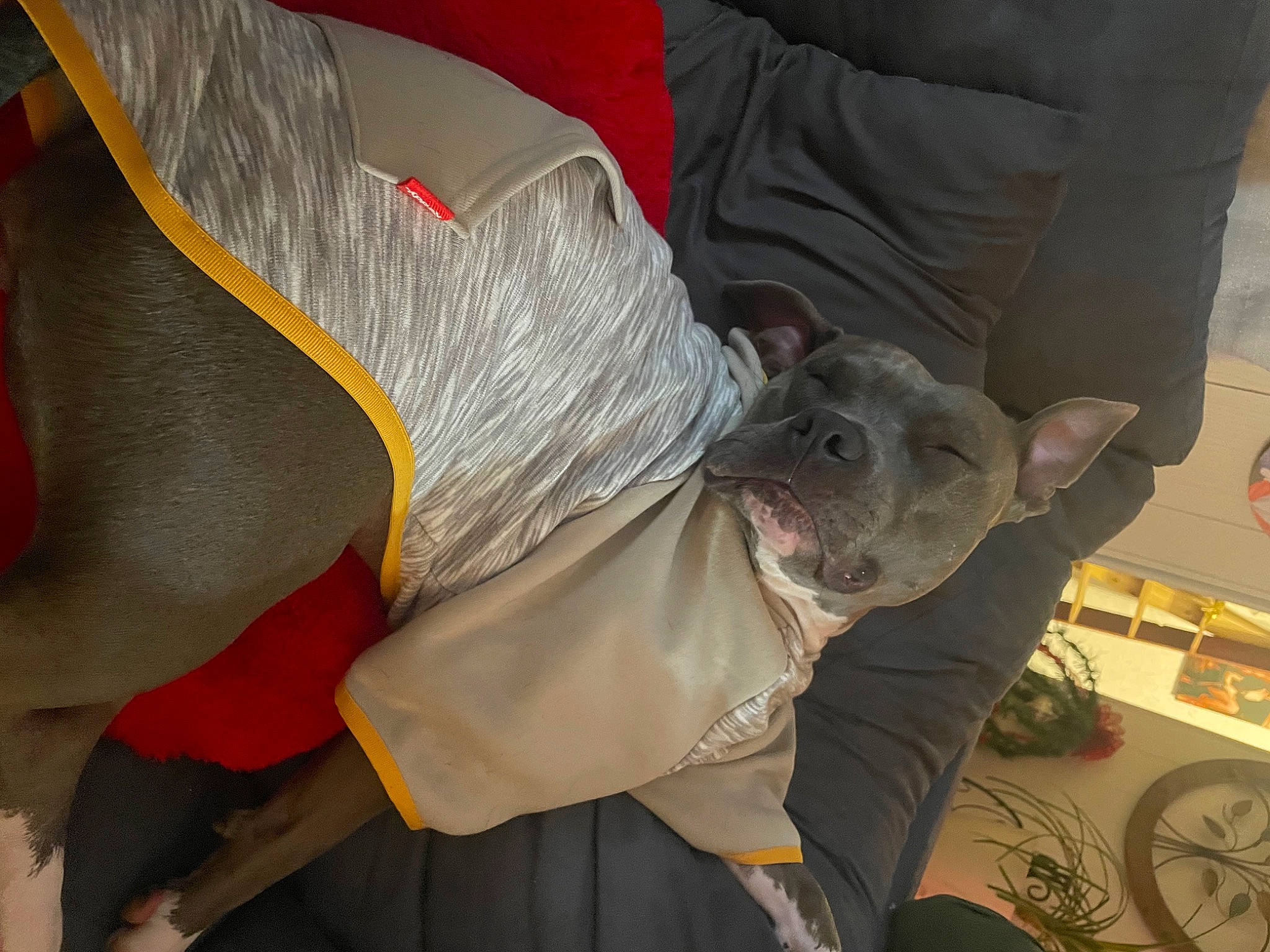 Midnight is registered to the contest to win money with this photo: carnivore, comfort, companion_dog, couch, dog, dog_breed, elbow, foot, human_leg, knee, linens, room, sitting, sporting_group, thigh