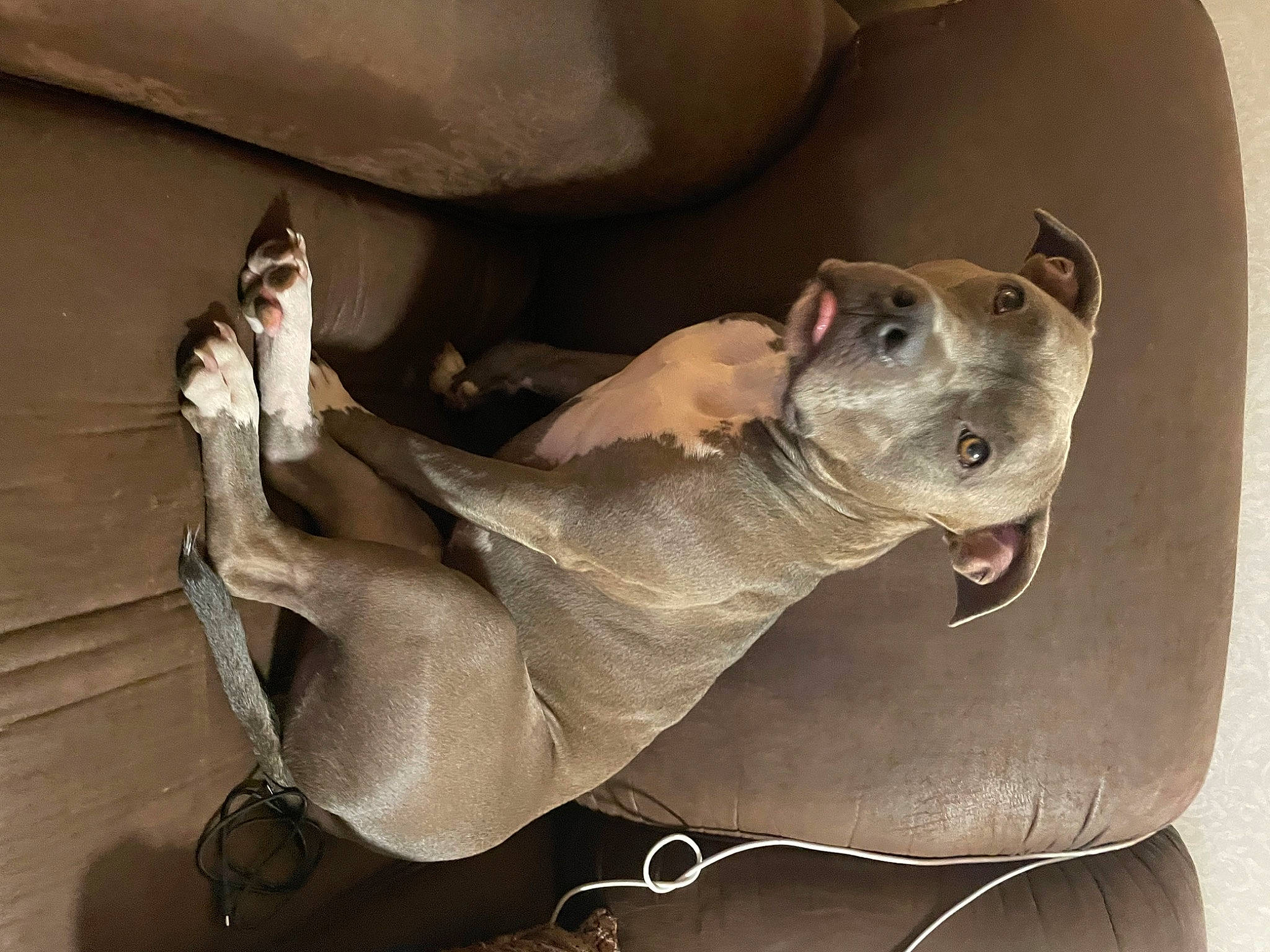 Midnight joined the competition — help win amazing prizes! canidae, carnivore, comfort, companion_dog, couch, dog, dog_breed, ear, fawn, grey, guard_dog, jaw, liver, metal, non_sporting_group, sporting_group, terrestrial_animal, whiskers, working_animal, wrinkle