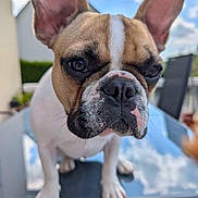 Vaya a rejoint le concours — aidez-le/la à gagner de superbes lots ! dog, french_bulldog, close_up, outdoor, sky, clouds, table, reflection, pet, animal, curious, grumpy, ears, face, nose, paws, daylight, background, nature, portrait