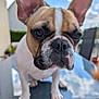 dog, french_bulldog, close_up, outdoor, sky, clouds, table, reflection, pet, animal, curious, grumpy, ears, face, nose, paws, daylight, background, nature, portrait
