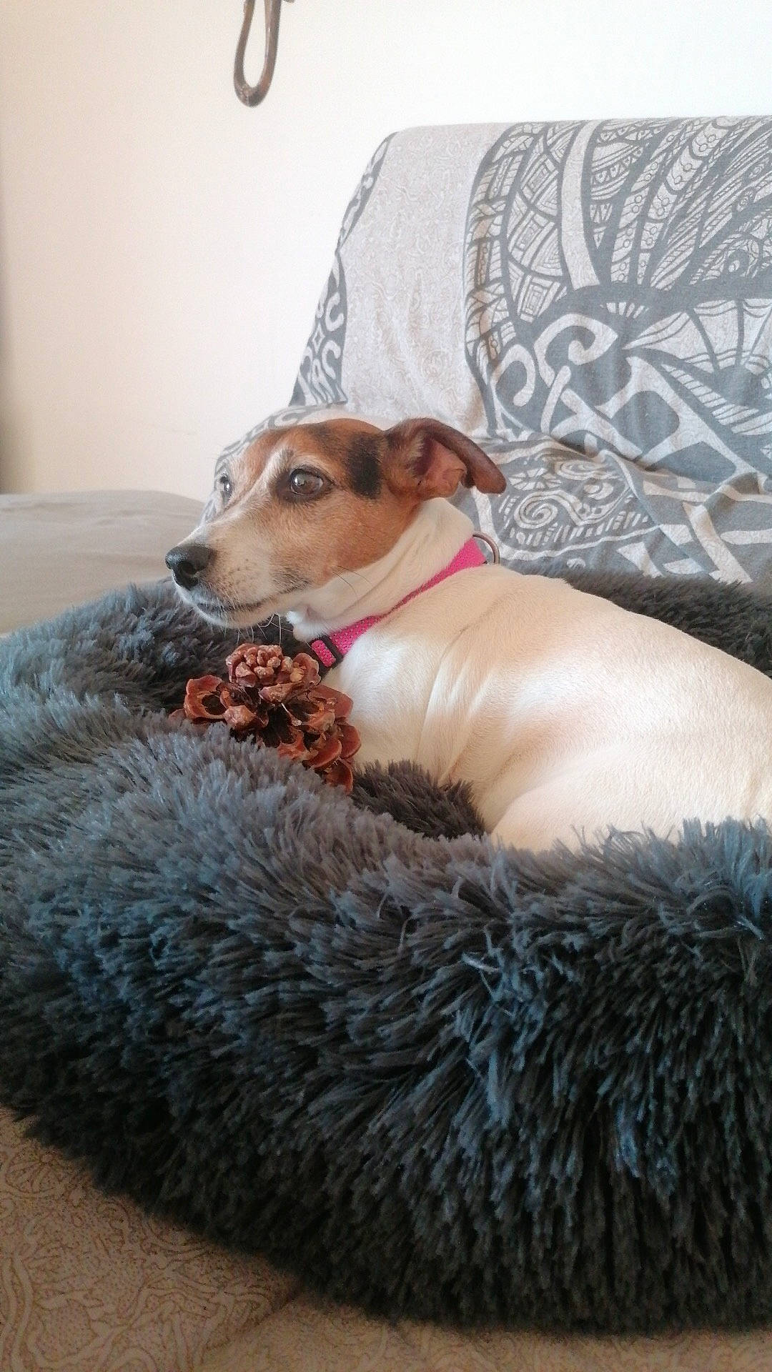 Kaila a rejoint le concours — aidez-le/la à gagner de superbes lots ! canidae, carnivore, collar, comfort, companion_dog, couch, dog, dog_breed, dog_collar, dog_supply, fawn, furniture, linens, pet_supply, snout, sporting_group, terrestrial_animal, terrier, whiskers, working_animal