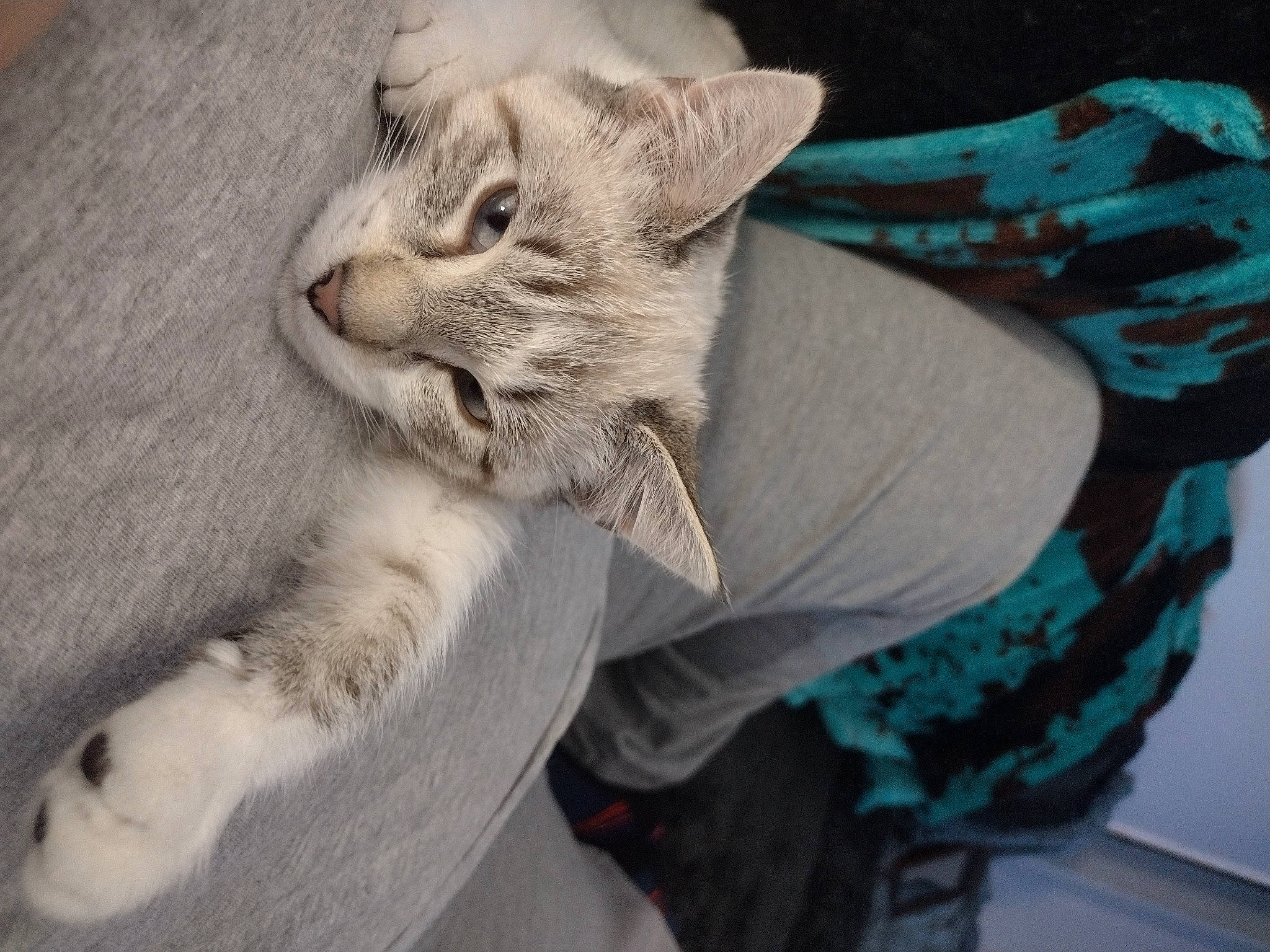 Izzy is registered to the contest to win money with this photo: carnivore, cat, claw, comfort, domestic_short_haired_cat, felidae, fur, grey, paw, small_to_medium_sized_cats, snout, tail, whiskers, window, wrinkle