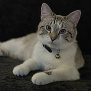 Izabele is registered to the contest to win money with this photo: cat, feline, pet, animal, collar, bell, heterochromia, white_paws, striped, relaxed, lying_down, indoor, closeup, portrait, cute, whiskers, ears, fur, looking_at_camera, domestic_cat