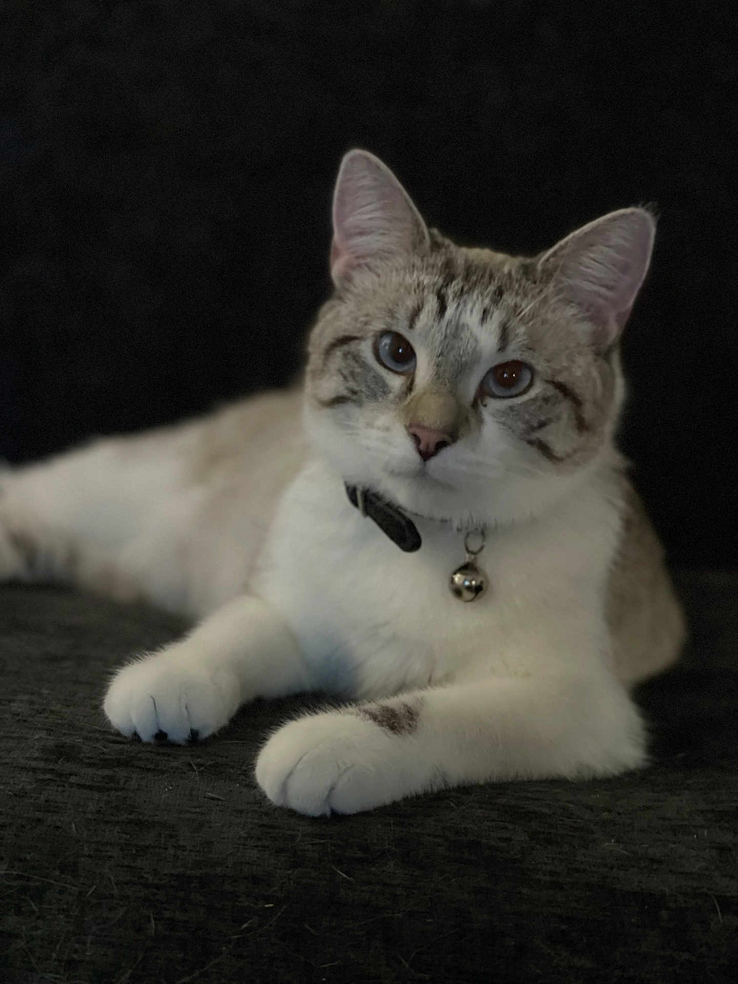 Izabele is registered to the contest to win money with this photo: cat, feline, pet, animal, collar, bell, heterochromia, white_paws, striped, relaxed, lying_down, indoor, closeup, portrait, cute, whiskers, ears, fur, looking_at_camera, domestic_cat