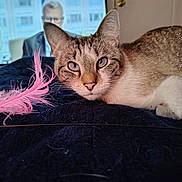Izabele joined the competition — help win amazing prizes! cat, tabby_cat, blue_eyes, whiskers, pink_feather, feather_toy, bed, blanket, indoor, close_up, portrait, fur, paw, resting, relaxed, toy, television, blurred_person, head, ears