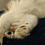 Theodore joined the competition — help win amazing prizes! cat, kitten, white_cat, paw, eye, fur, pink_nose, close_up, pet, playful, lying_down, blanket, cozy, indoor, whiskers, soft, adorable, portrait, peekaboo, upside_down