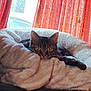 Sassy is registered to the contest to win money with this photo: cat, tabby_cat, pet, bed, blanket, cozy, indoor, window, curtain, backlight, yellow_eyes, whiskers, paws, fur, resting, looking_at_camera, plush_bed, home, soft_texture, lazy