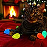 Sassy joined the competition — help win amazing prizes! bokeh, cat, christmas_lights, christmas_tree, close_up, cozy, decorations, fireplace, fur, holiday, holiday_decor, indoors, ornament, paws, pet, red_blanket, string_lights, tabby_cat, warm_light, whiskers
