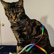 Sassy joined the competition — help win amazing prizes! bed, blanket, cat, close_up, door, doorknob, feline, fur, green_eyes, indoor, pet, portrait, rainbow_ribbon, ribbon, shadow, sitting, tabby, tabby_cat, toy, whiskers