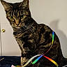 bed, blanket, cat, close_up, door, doorknob, feline, fur, green_eyes, indoor, pet, portrait, rainbow_ribbon, ribbon, shadow, sitting, tabby, tabby_cat, toy, whiskers