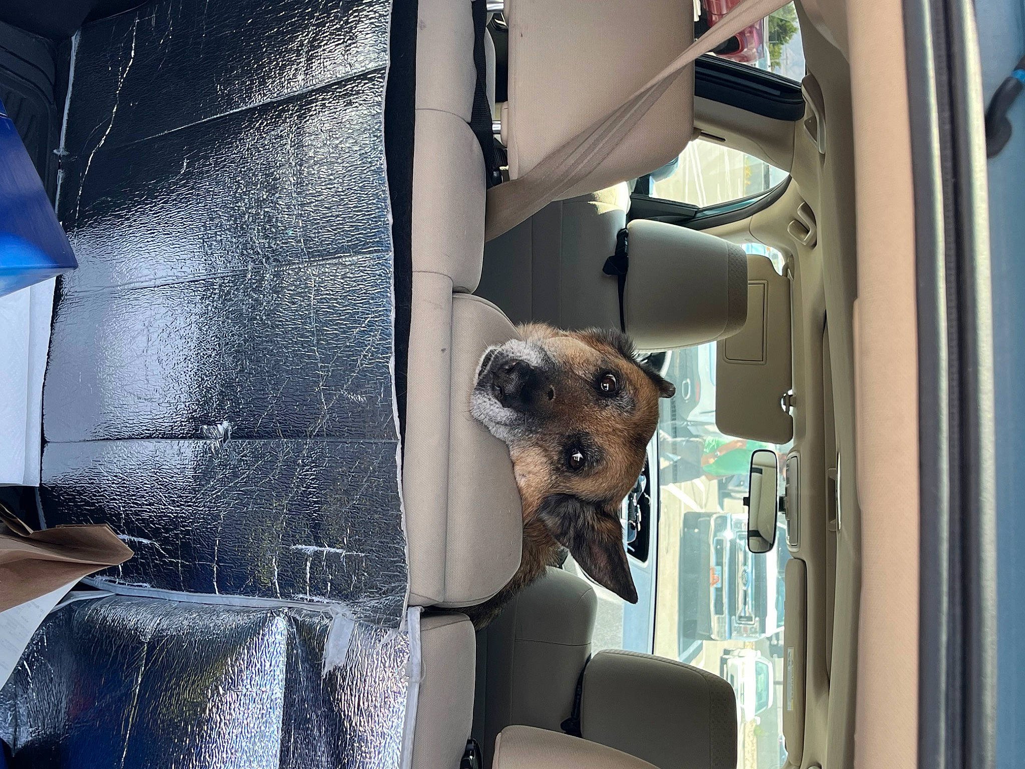 Greta joined the competition — help win amazing prizes! automotive_design, automotive_lighting, canidae, carnivore, chair, companion_dog, dog, dog_breed, eyewear, fashion_design, fawn, fur, glass, machine, metal, snout, sporting_group, vehicle_door, whiskers, working_animal