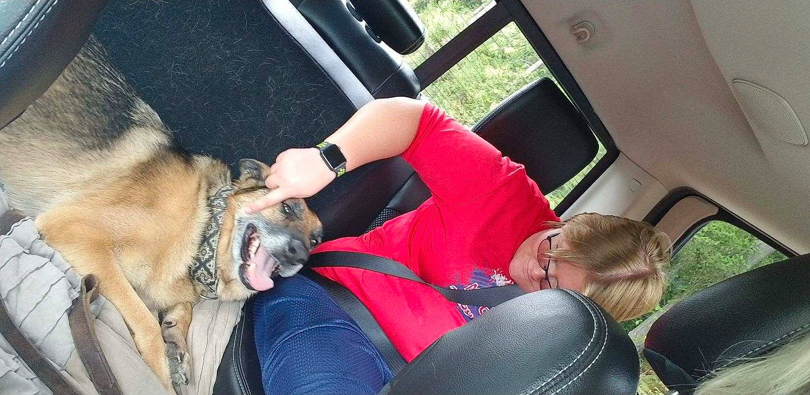 Greta is registered to the contest to win money with this photo: car, car_seat, car_seat_cover, carnivore, collar, comfort, companion_dog, dog, dog_breed, fawn, human_leg, lap, motor_vehicle, snout, steering_part, steering_wheel, thigh, vehicle, vehicle_door, window