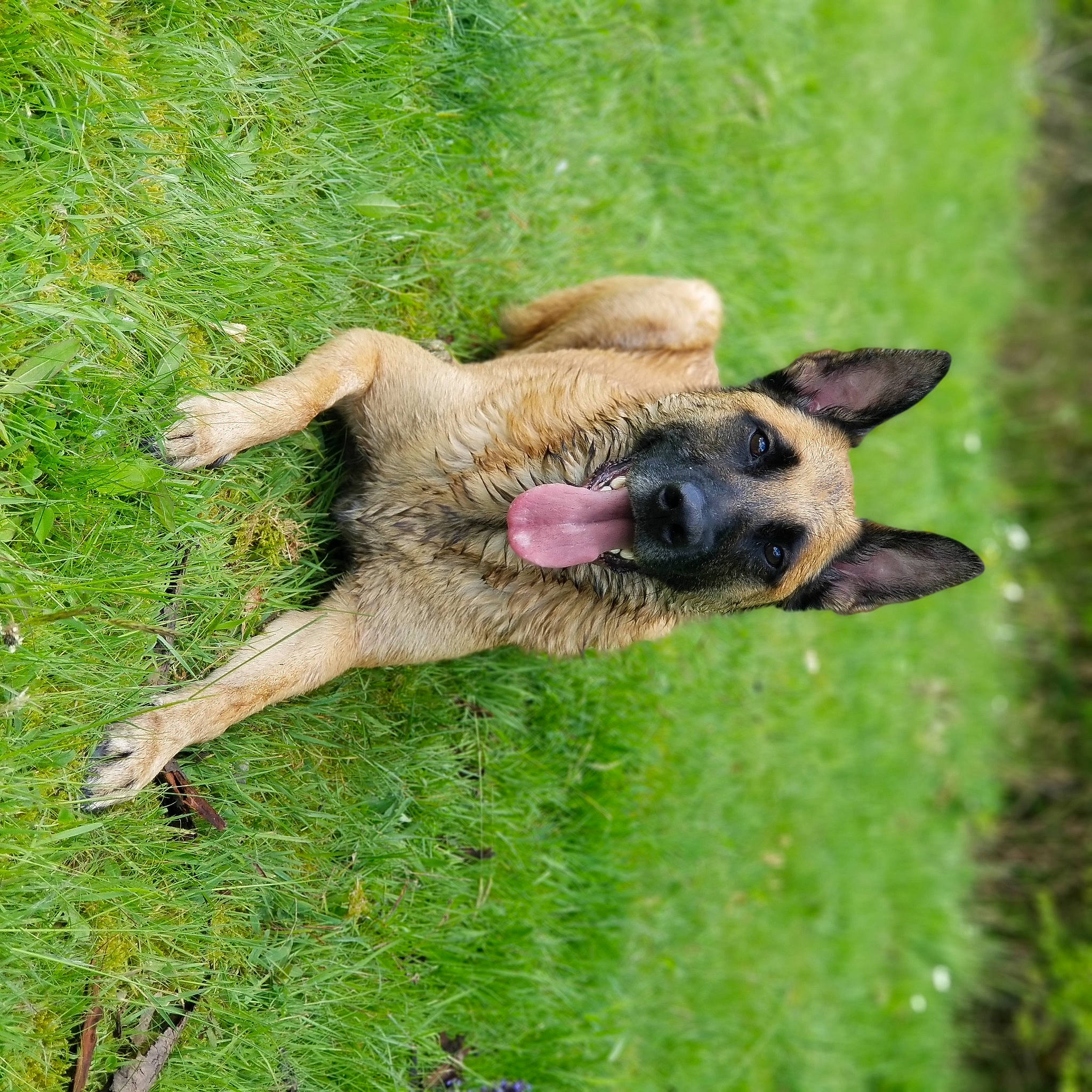 Pablo participe au concours pour gagner de l'argent avec cette photo : biting, canidae, carnivore, companion_dog, dog, dog_breed, fawn, german_shepherd_dog, grass, groundcover, guard_dog, herding_dog, old_german_shepherd_dog, plant, snout, sporting_group, tail, terrestrial_animal, working_animal, working_dog