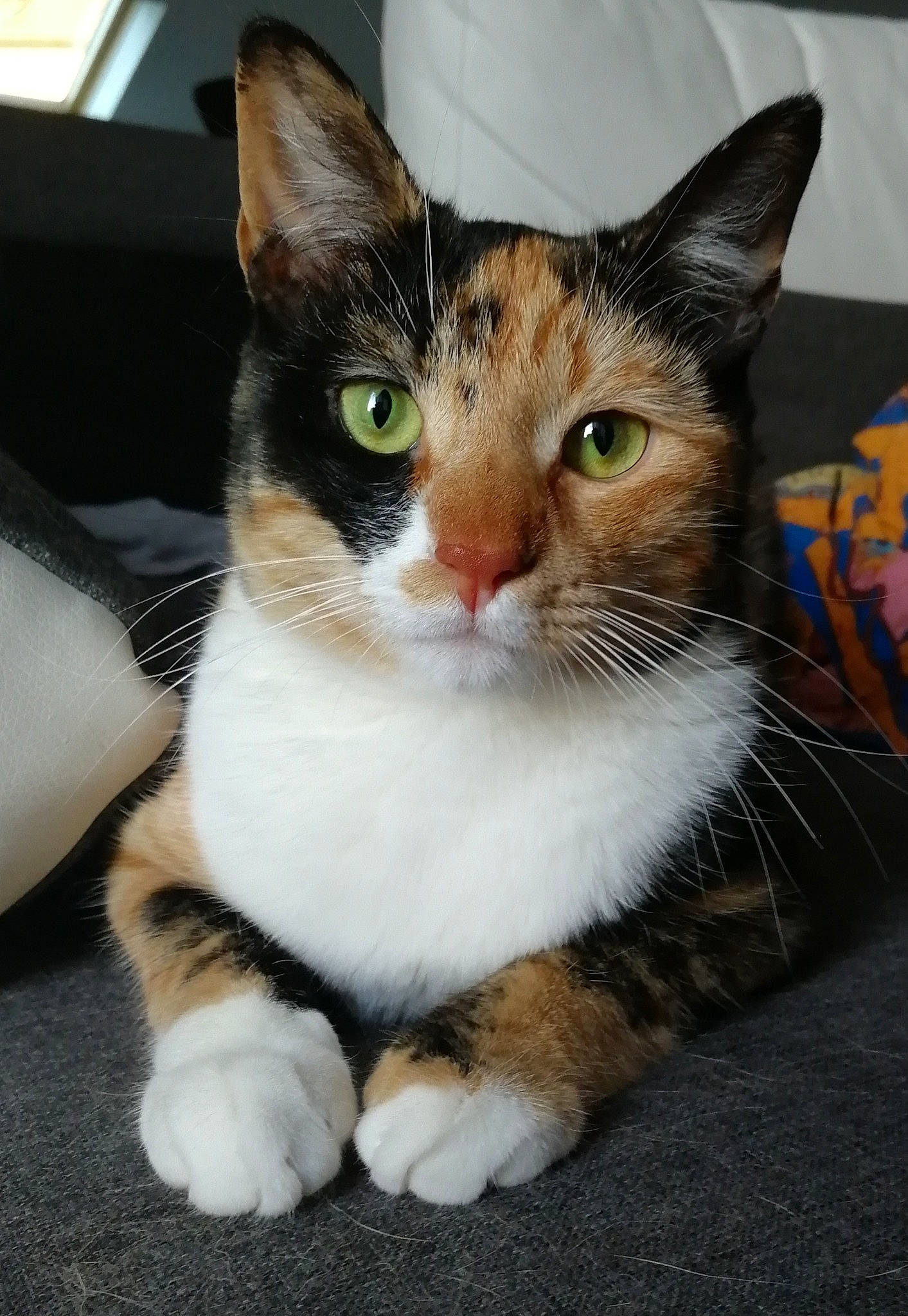 Pixel a rejoint le concours — aidez-le/la à gagner de superbes lots ! carnivore, cat, collar, domestic_short_haired_cat, eye, felidae, fur, head, paw, sitting, small_to_medium_sized_cats, snout, tail, whiskers, window