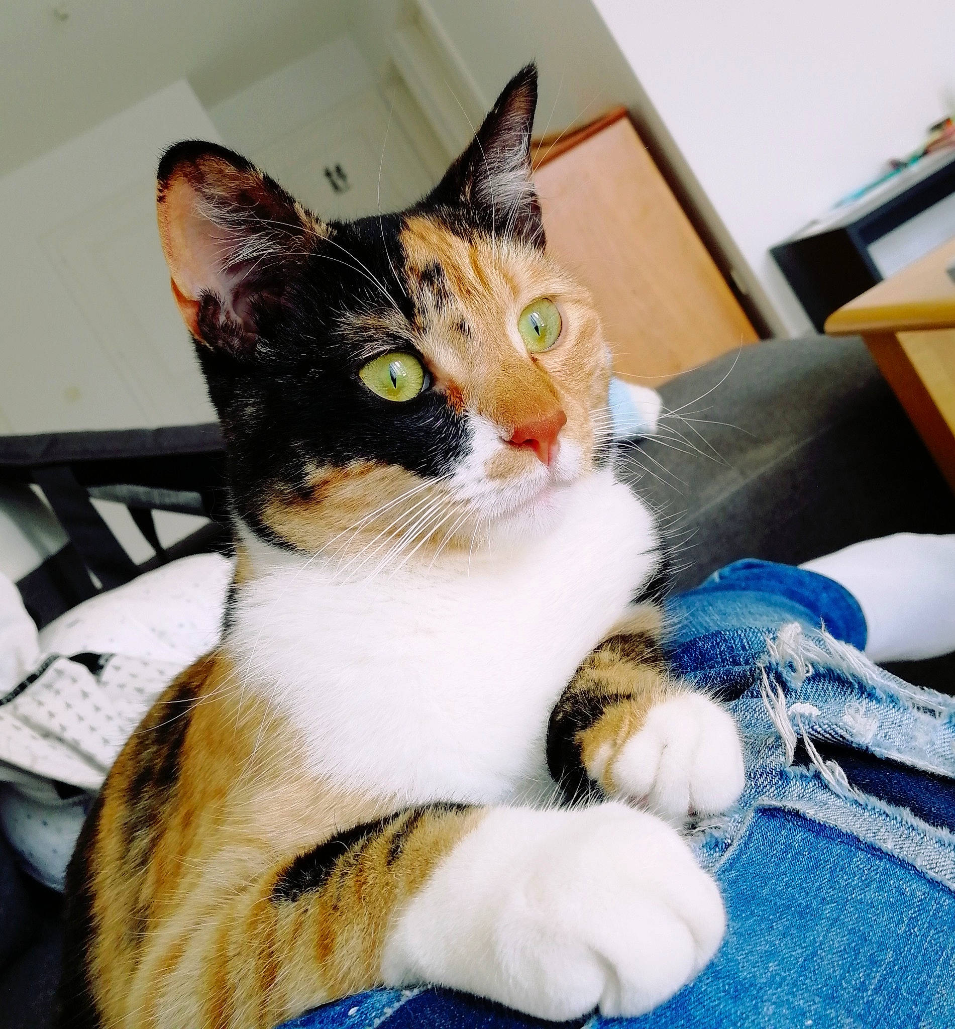 Pixel a rejoint le concours — aidez-le/la à gagner de superbes lots ! blue, box, carnivore, cat, claw, comfort, domestic_short_haired_cat, eye, felidae, fur, head, iris, lap, paw, sitting, small_to_medium_sized_cats, snout, tail, whiskers, window