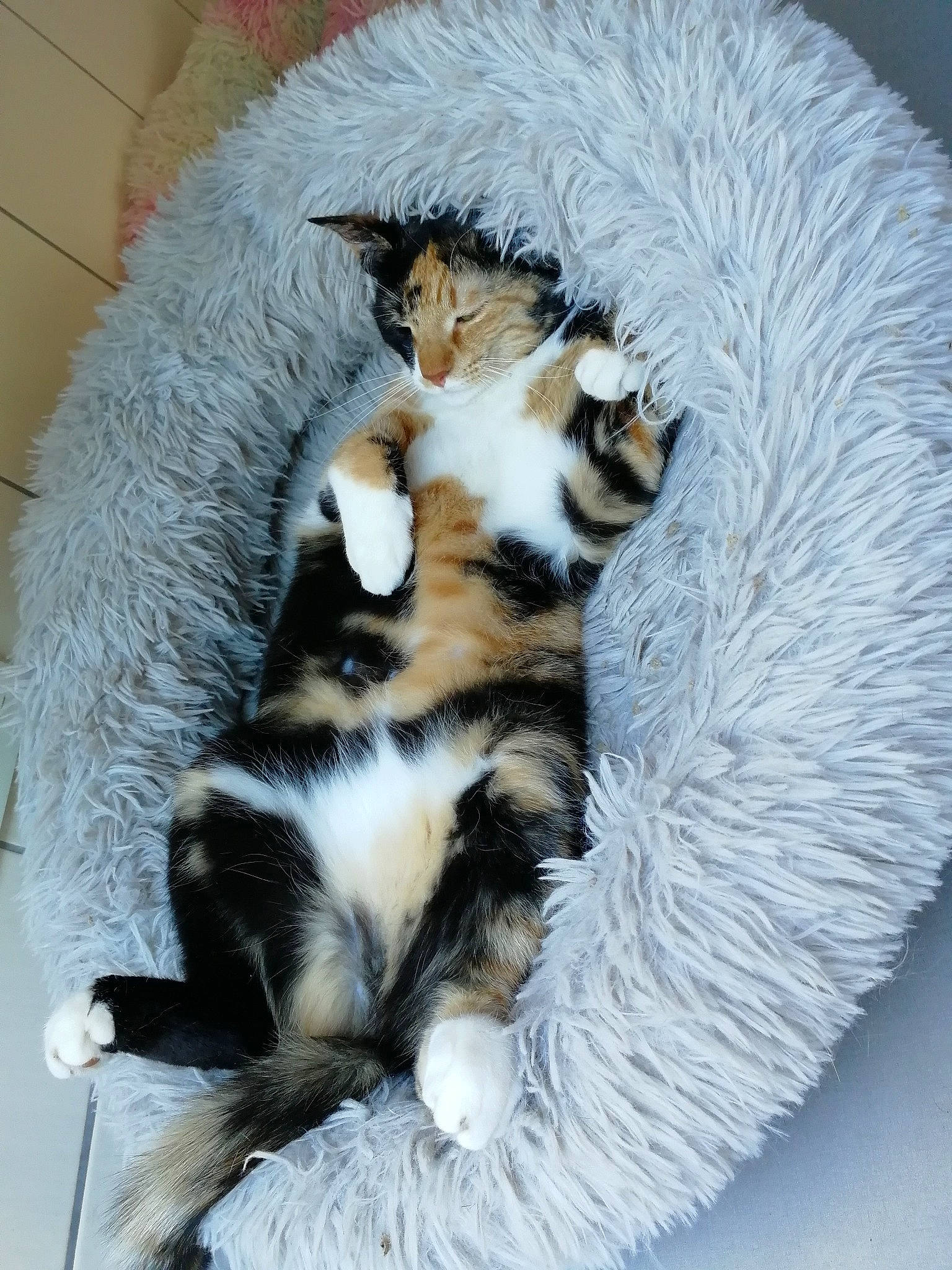 Pixel participe au concours pour gagner de l'argent avec cette photo : bengal_tiger, canidae, carnivore, cat, cat_bed, cat_supply, claw, comfort, domestic_short_haired_cat, felidae, fur, hat, paw, small_to_medium_sized_cats, snout, tail, terrestrial_animal, whiskers