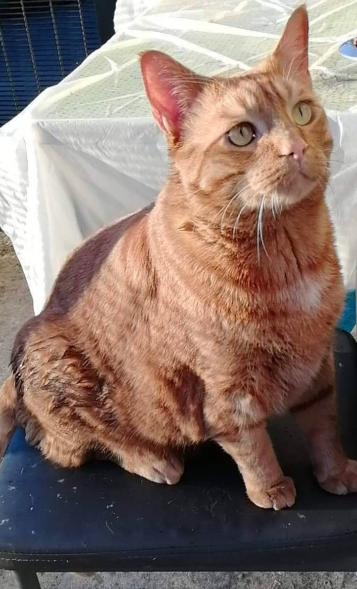 Oggy participe au concours pour gagner de l'argent avec cette photo : carnivore, cat, domestic_short_haired_cat, fawn, felidae, fur, rectangle, small_to_medium_sized_cats, snout, tail, terrestrial_animal, whiskers, window