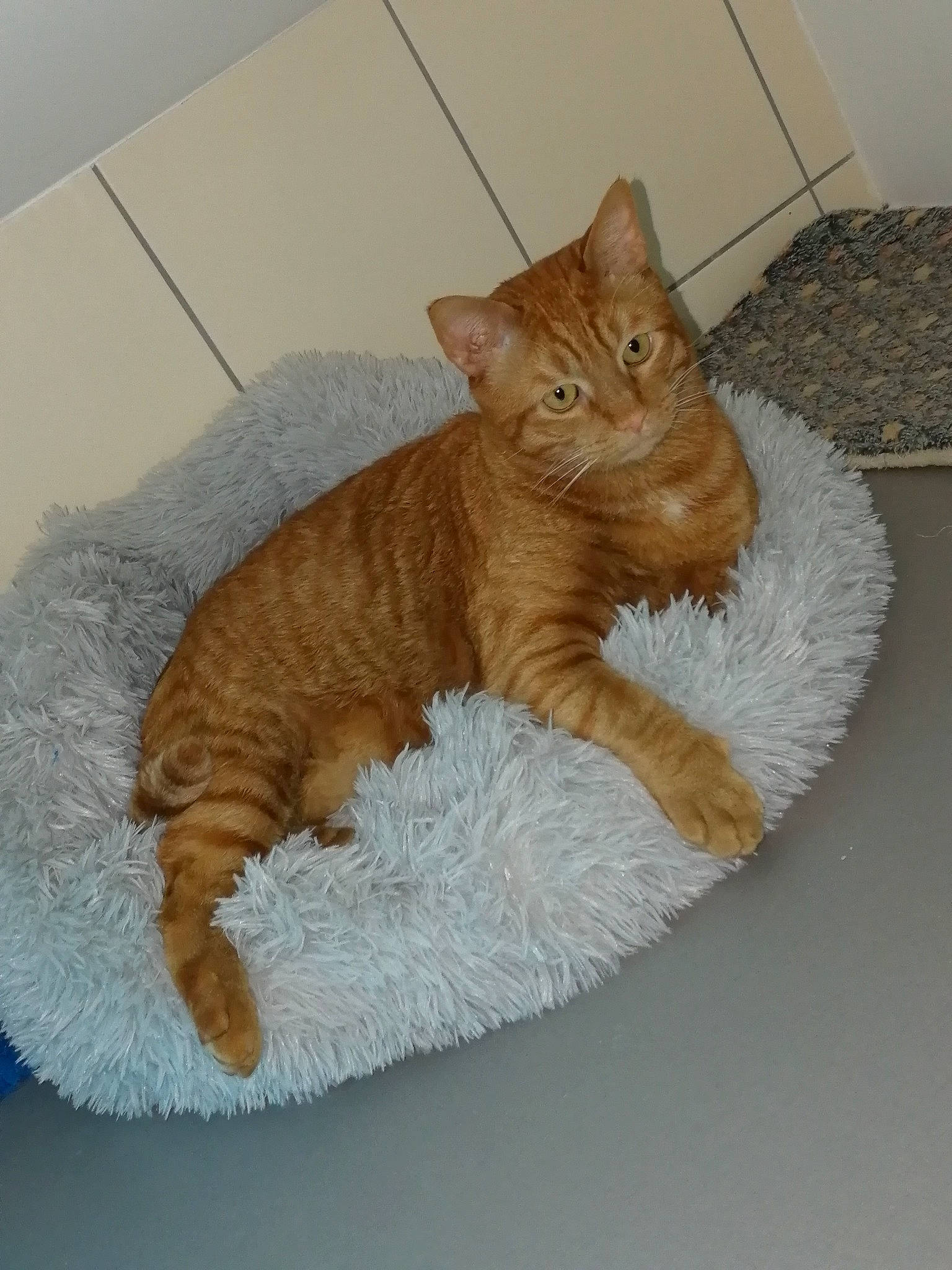 Oggy participe au concours pour gagner de l'argent avec cette photo : carnivore, cat, cat_bed, cat_supply, claw, comfort, domestic_short_haired_cat, fawn, felidae, flooring, fur, paw, pet_supply, small_to_medium_sized_cats, tail, terrestrial_animal, whiskers, wood