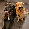animal, brown_dog, canine, companion, cute, dog, domestic_animal, floor, floor_tiles, friendly, golden_dog, happy, indoor, looking_at_camera, pet, portrait, sitting, tiled_floor, tongue_out, two_dogs