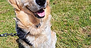 Undy a rejoint le concours — aidez-le/la à gagner de superbes lots ! accessories, animal, canine, collar, dog, field, goldenretriever, grass, grassland, labradorretriever, lawn, leash, person, pet, plant, puppy, strap, tree, walkingdog, whitedog