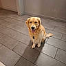 Undy participe au concours pour gagner de l'argent avec cette photo : animal, canine, companion, cute, dog, domestic, floor, friendly, fur, golden_retriever, happy, house, indoor, looking_at_camera, mammal, pet, portrait, sitting, tile, tongue_out