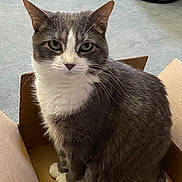 Coco joined the competition — help win amazing prizes! cat, gray_cat, white_cat, pet, animal, cardboard_box, indoor, carpet, feline, whiskers, ears, sitting, looking, cute, domestic_animal, fur, eyes, paws, box, household