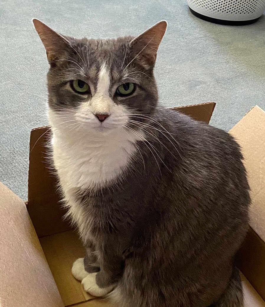 Coco joined the competition — help win amazing prizes! cat, gray_cat, white_cat, pet, animal, cardboard_box, indoor, carpet, feline, whiskers, ears, sitting, looking, cute, domestic_animal, fur, eyes, paws, box, household